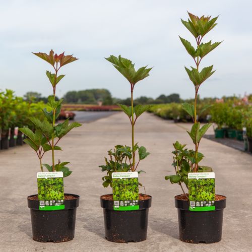 Viburnum trilobum 'Bailey Compact®' cont. 3,6L 30-40 cm +ф