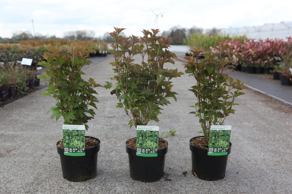 Viburnum trilobum 'Bailey Compact®' cont. 3,6L 30-40 cm +f