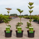 Viburnum trilobum 'Bailey Compact®' cont. 3,6L 30-40 cm +ф