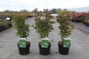 Viburnum trilobum 'Bailey Compact®' cont. 3,6L 30-40 cm +f