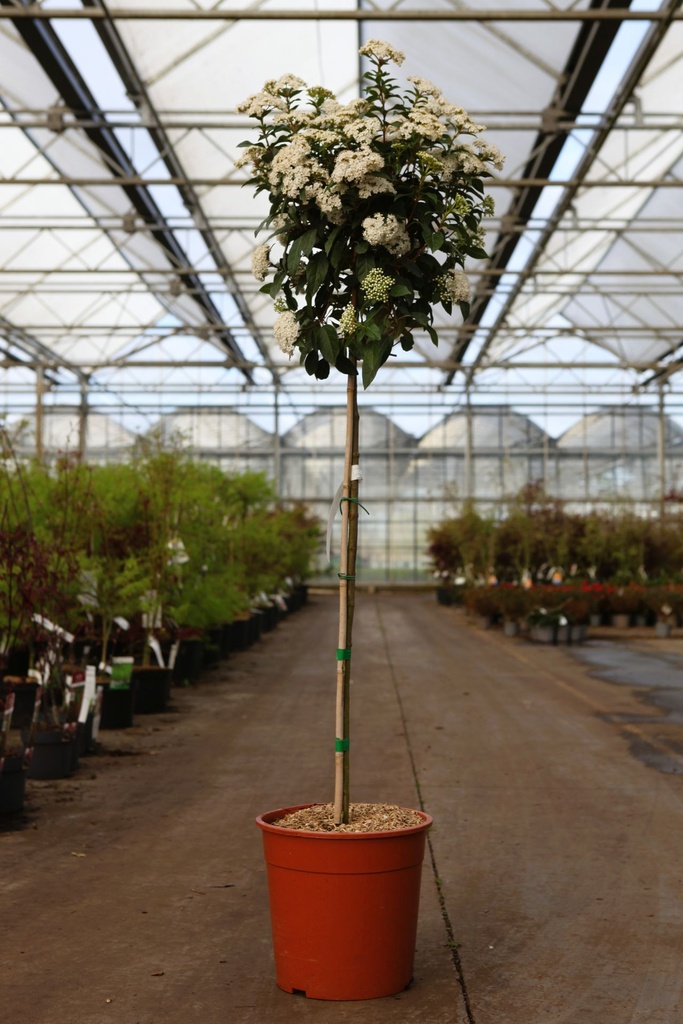 Viburnum tinus 'Eve Price' cont. 18L halfstam