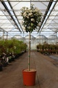 Viburnum tinus 'Eve Price' cont. 18L halfstam