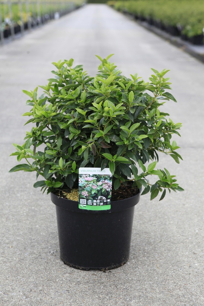 [P] Viburnum tinus cont. 10L 50-60 cm +f