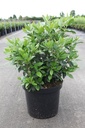 Viburnum tinus cont. 10L 50-60 cm +p