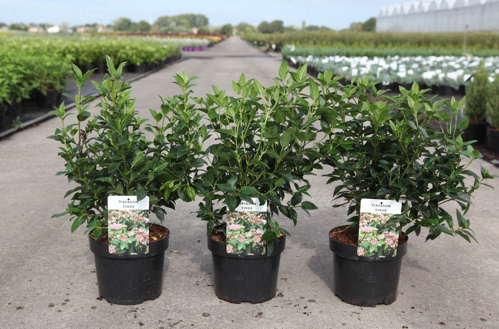 Viburnum tinus cont. 3,6L 30-40 cm +B