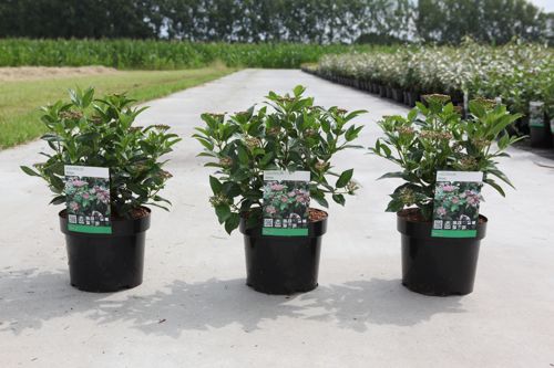 Viburnum tinus cont. 3,6L 30-40 cm +B