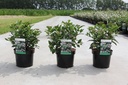 Viburnum tinus cont. 3,6L 30-40 cm +p