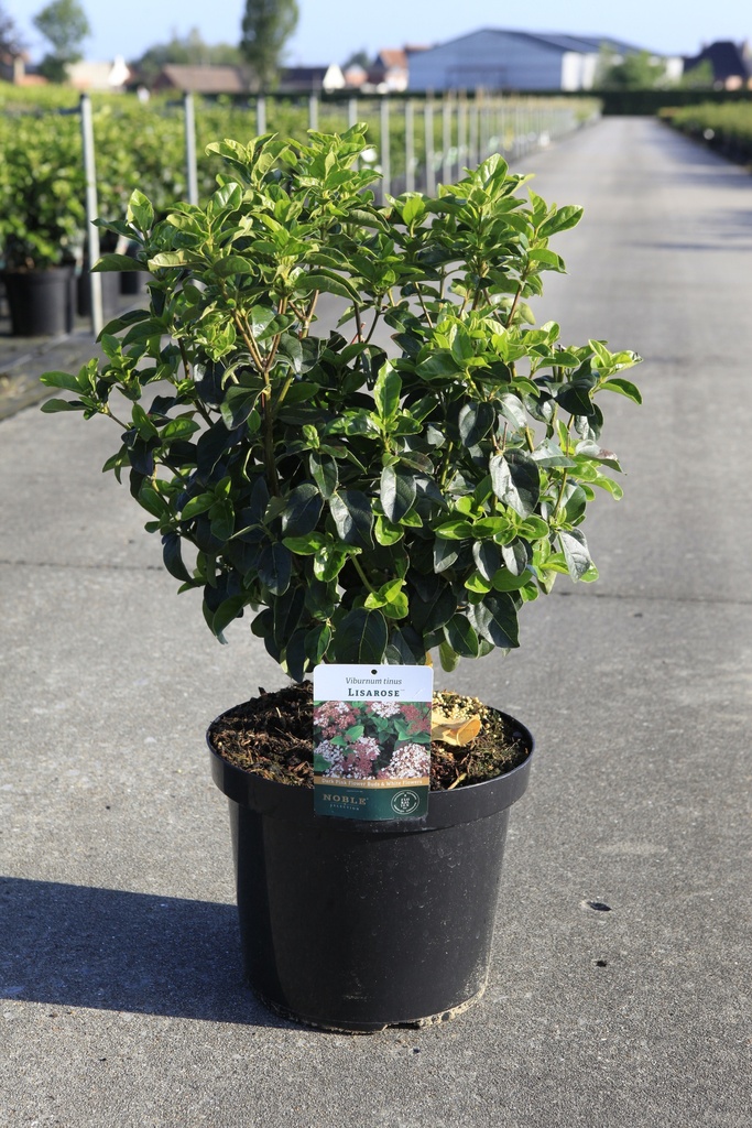[P] Viburnum tinus 'Lisarose' (PBR) Kont. 10L 50-60 cm +B