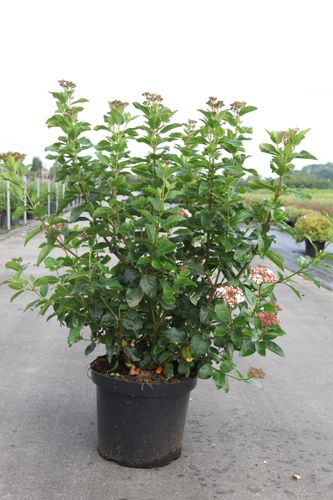 Viburnum tinus 'Lisarose' (PBR) cont. 10L 50-60 cm +ф