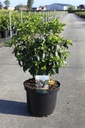 Viburnum tinus 'Lisarose' (PBR) Kont. 10L 50-60 cm +B