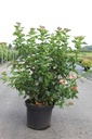 Viburnum tinus 'Lisarose' (PBR) cont. 10L 50-60 cm +p