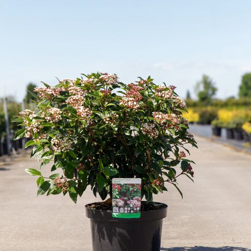 Viburnum tinus SPIRIT (PBR) cont. 10L 50-60 cm +ф