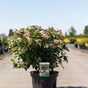 Viburnum tinus SPIRIT (PBR) cont. 10L 50-60 cm +B