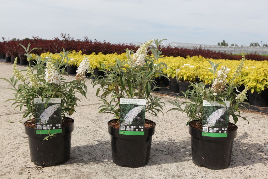 Buddleja davidii 'White Profusion' cont. 3,6L 50-60 cm +f