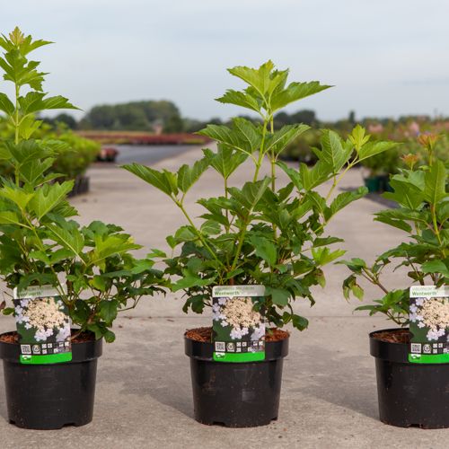 Viburnum trilobum 'Wentworth®' cont. 3,6L 30-40 cm +B