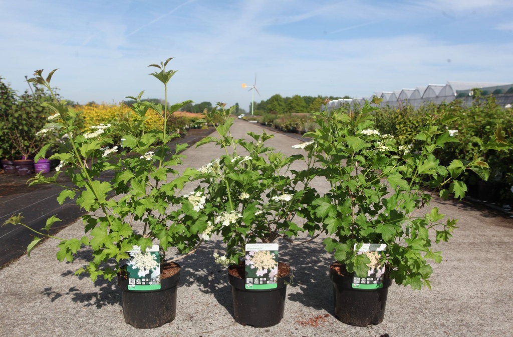 Viburnum trilobum 'Wentworth®' cont. 3,6L 30-40 cm +f