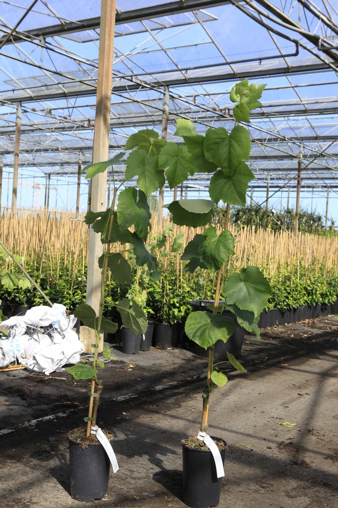 Vitis VENUS® Kont. 3L hoch 80-100 cm grafted (blau) seedless +B