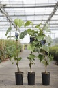Vitis VENUS® cont. 3L high 80-100 cm grafted (blue) seedless +p