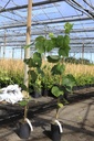 Vitis VENUS® cont. 3L hoog 80-100 cm veredeld (blauw) zonder pit +f