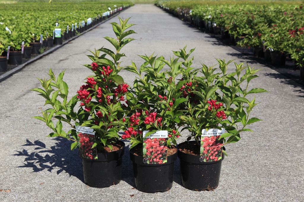 [P] Weigela ALL SUMMER® RED (PBR) cont. 3,6L 40/+ cm +B