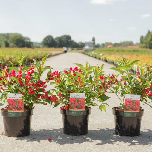 [P] Weigela ALL SUMMER® RED (PBR) cont. 3,6L 40/+ cm +B