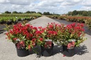Weigela ALL SUMMER® RED (PBR) cont. 3,6L 40/+ cm +p