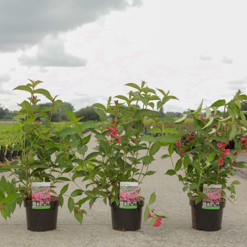Weigela 'Bristol Ruby' cont. 3,6L 50-60 cm +p