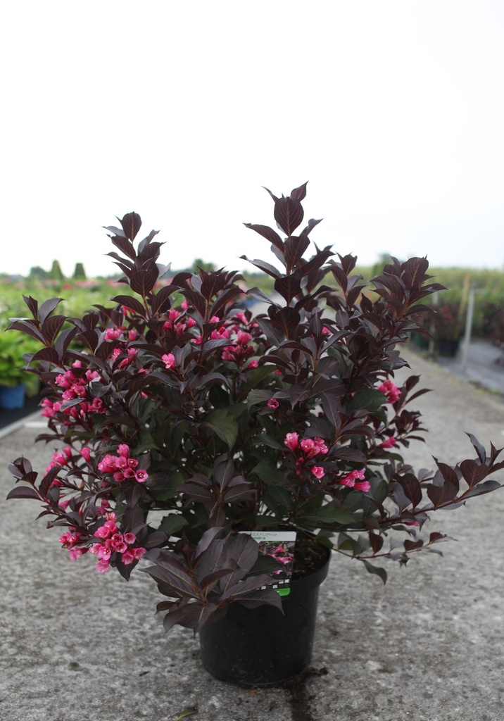 [P] Weigela florida 'Alexandra' (PBR) cont. 10L 60/+ cm +p