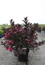 Weigela florida 'Alexandra' (PBR) cont. 10L 60/+ cm +ф