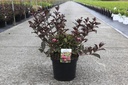 Weigela florida 'Alexandra' (PBR) cont. 10L 60/+ cm +f