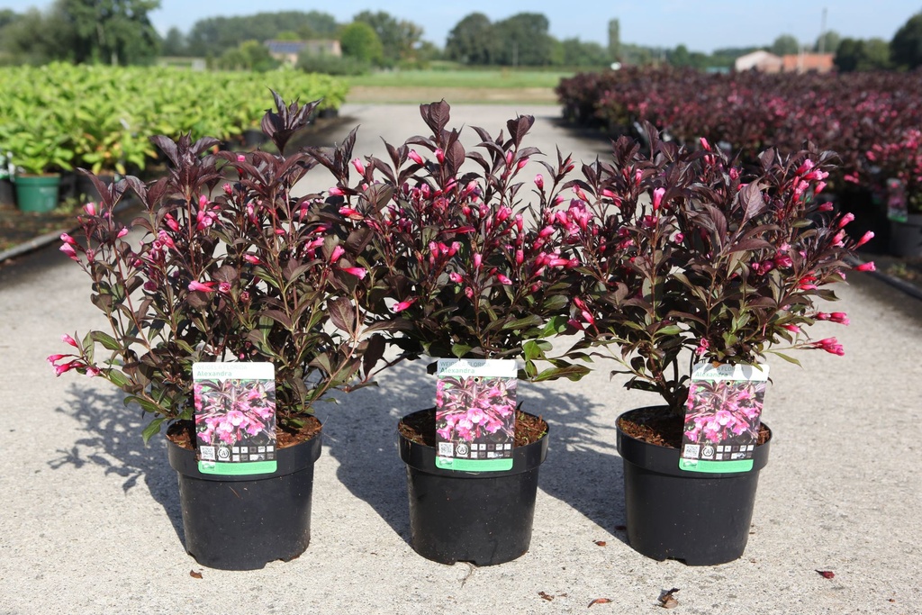 [P] Weigela florida 'Alexandra' (PBR) cont. 3,6L 30-40 cm +p