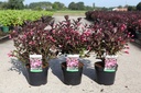 Weigela florida 'Alexandra' (PBR) cont. 3,6L 30-40 cm +ф