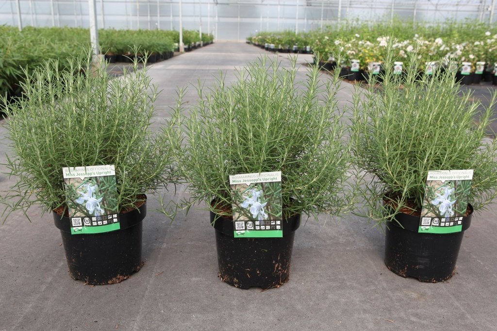 [P] Rosmarinus officinalis 'Miss Jessopps Upright' cont. 3,6L 30-40 cm +p