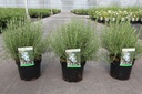 Rosmarinus officinalis 'Miss Jessopps Upright' cont. 3,6L 30-40 cm +ф