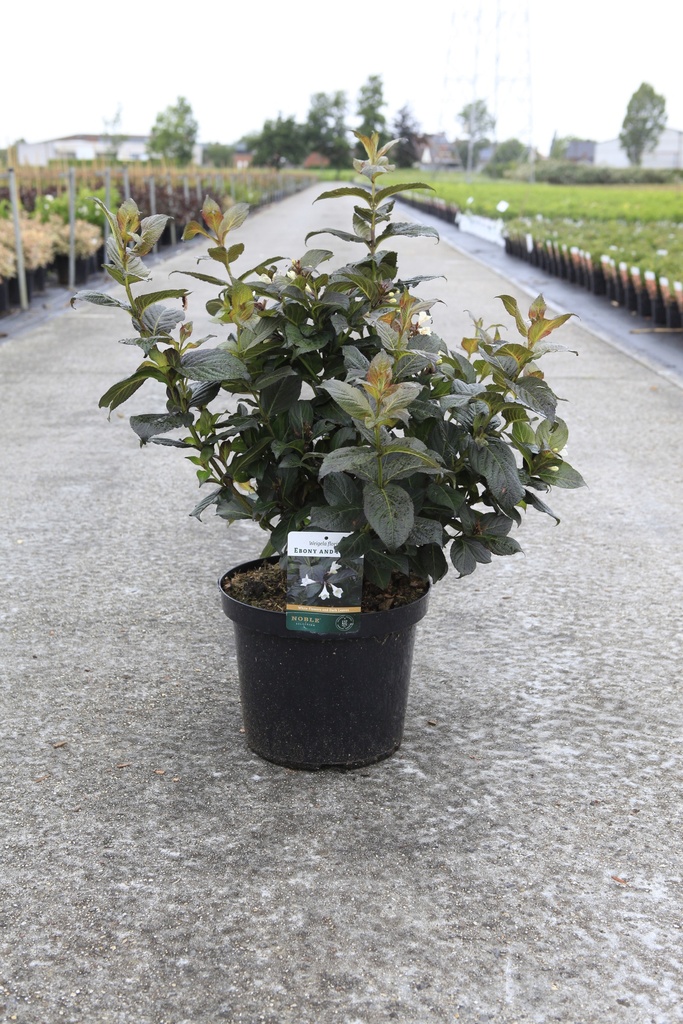Weigela florida EBONY AND IVORY (PBR) cont. 10L 50-60 cm +f