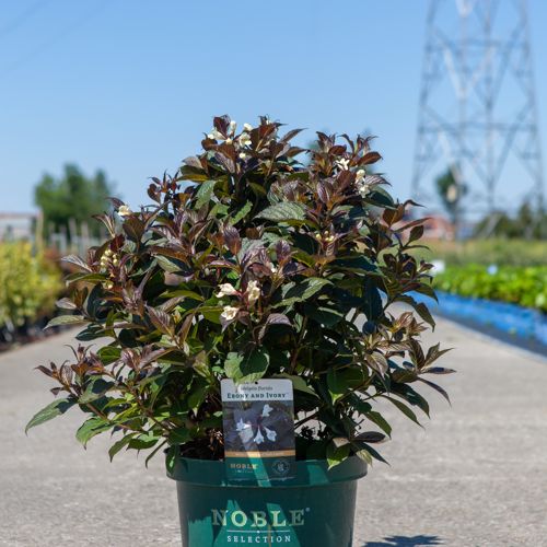 [P] Weigela florida EBONY AND IVORY (PBR) cont. 10L 50-60 cm +p