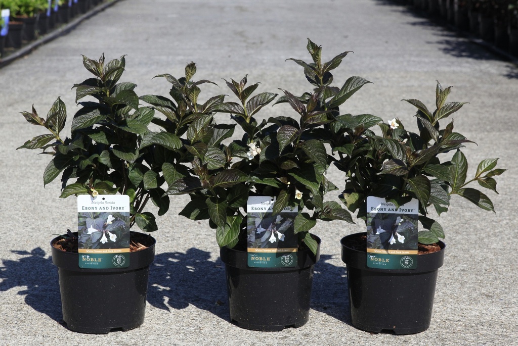 Weigela florida EBONY AND IVORY (PBR) cont. 3,6L 30-40 cm +f