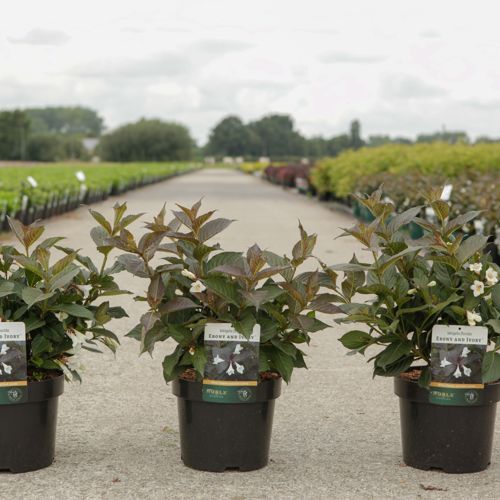 [P] Weigela florida EBONY AND IVORY (PBR) cont. 3,6L 30-40 cm +p