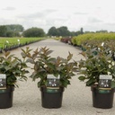Weigela florida EBONY AND IVORY (PBR) cont. 3,6L 30-40 cm +p