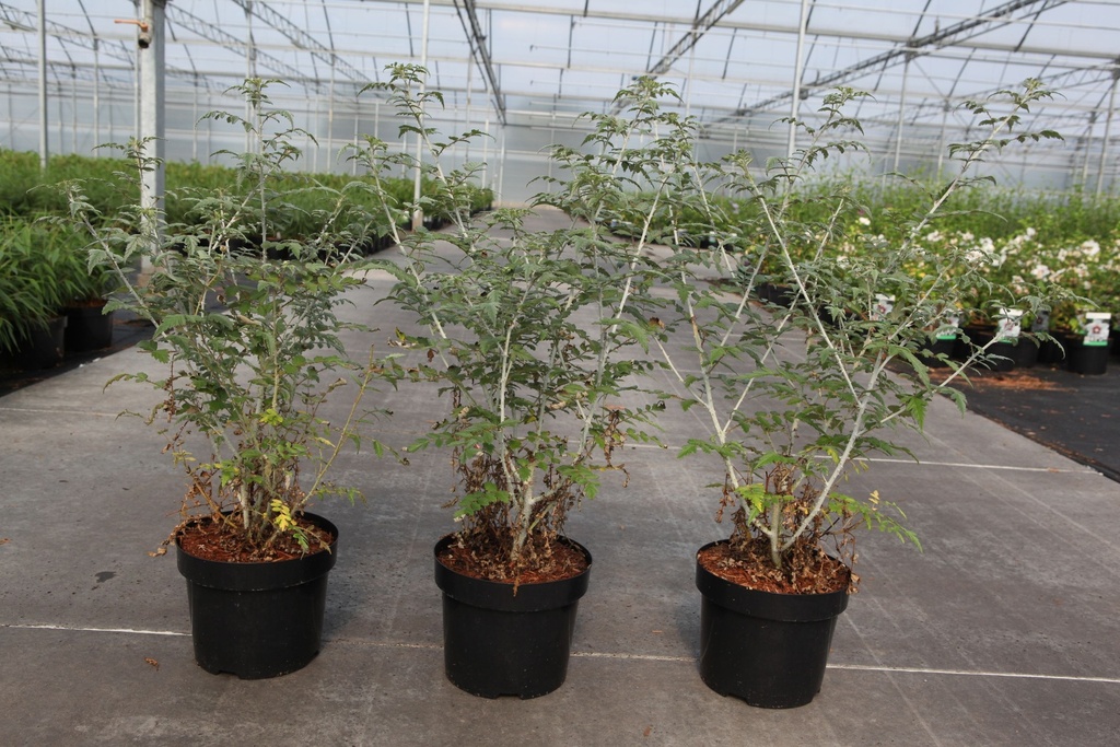 Rubus thibetanus 'Silver Fern' cont. 3,6L 40-50 cm +B