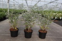 Rubus thibetanus 'Silver Fern' cont. 3,6L 40-50 cm +p