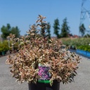 Weigela florida MONET (PBR) cont. 10L 40-50 cm +p