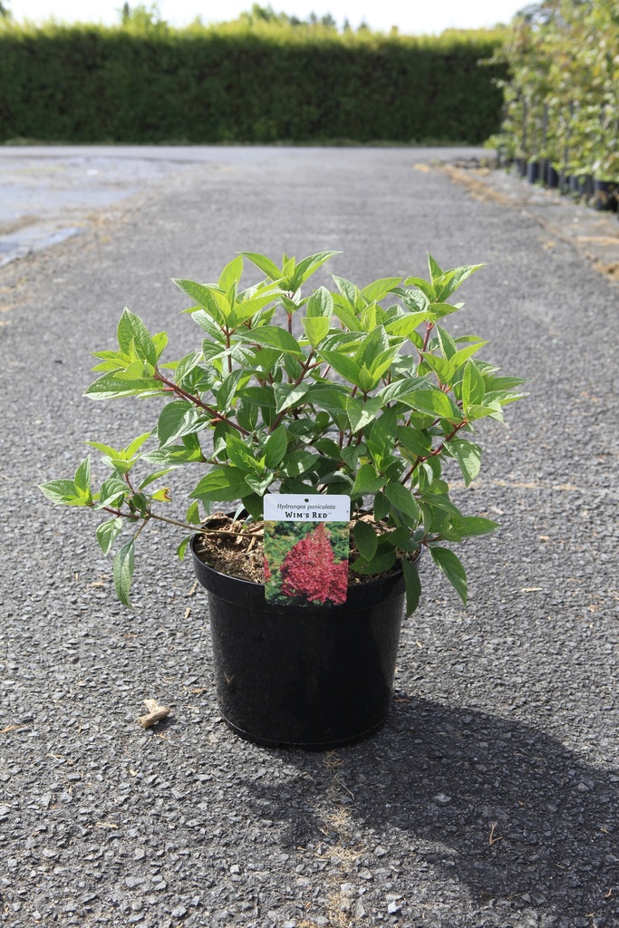[P] Hydrangea paniculata 'Wim's Red' (PBR) cont. 3,6L 30-40 cm +f