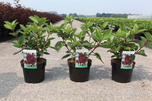 Hydrangea paniculata 'Wim's Red' (PBR) cont. 3,6L 30-40 cm +p