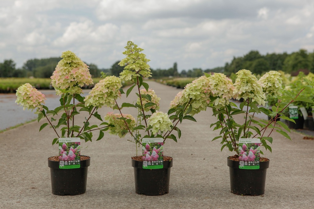 Hydrangea paniculata FRAISE MELBA (PBR) cont. 3,6L 40-50 cm +p