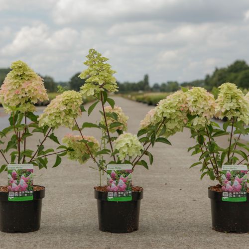 Hydrangea paniculata FRAISE MELBA (PBR) cont. 3,6L 40-50 cm +p