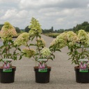 Hydrangea paniculata FRAISE MELBA (PBR) cont. 3,6L 40-50 cm +ф