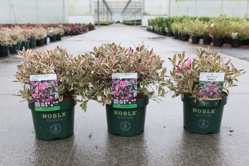 [P] Weigela florida MONET (PBR) cont. 3,6L 30/+ cm +p
