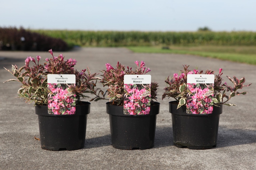 [P] Weigela florida MONET (PBR) cont. 3,6L 30/+ cm +p