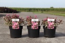 Weigela florida MONET (PBR) cont. 3,6L 30/+ cm +ф